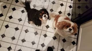 Cavalier King Charles Spaniels Annabelle and Ellie [upl. by Tewfik]