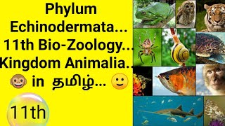 Phylum Echinodermata 11th BioZoology Kingdom Animalia In tamil 🙂 [upl. by Ydnyc]