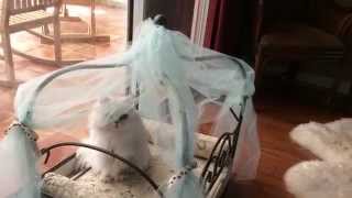 Cats 101 Chinchilla Silver persian Love [upl. by Niccolo]