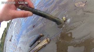 How to catch a Razor Fish  with salt [upl. by Trant26]