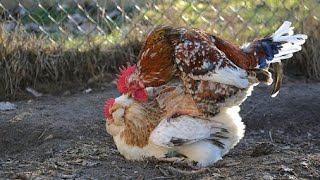 Hen meating  Hen meating process  Rooster meating with hen [upl. by Eph]