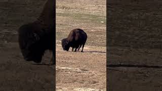 Amazing Wichita mountains wildlife refuge positivevibs subscribe 😉 ♥️ [upl. by Thorn]