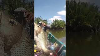 LURE ZEREK TANGO SHAD 89MM  MANCING TROLLING DI MUARA SUNGAI MAHAKAM shorts [upl. by Winthrop]