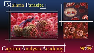 Malaria Parasite الشرح التفصيلى للملاريا وليه بيحصل وفاة للاصابة بيها [upl. by Corb951]