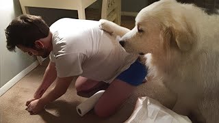 The FUNNIEST Pet Videos of 2023 😂  BEST Funny Dogs amp Cats [upl. by Anelleh]