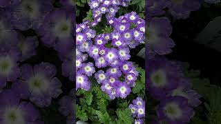 Growing Verbena Tips Empress Flair Blue Charme Verbena plants flowers [upl. by Brandie]