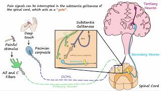 Gate Control Theory of Pain [upl. by Rhyner390]