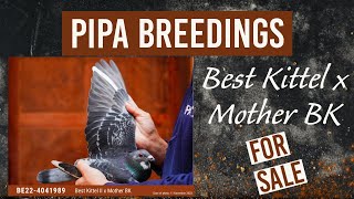 Racing Pigeon From Pipa Breeding Worlds Best Bloodline The Best Kittel For Sale In Pipa auctions [upl. by Ehtyde247]