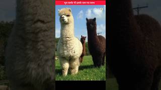 इसके पास मत जाना Huacaya alpaca shorts hindiinformation shortsfeed [upl. by Kaja]