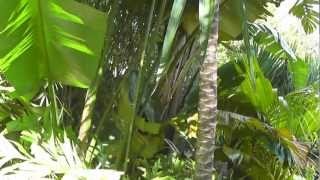 Caryota mitis Fishtail Palm Auckland New Zealand [upl. by Pederson]