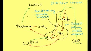 Basal Ganglia physiology  Neurophysiology  CNS Physiology [upl. by Cindra]