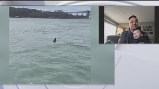 Great white shark spotted in San Francisco Bay [upl. by Iahk671]