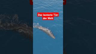 Pottwal – Das lauteste Tier der Welt 🐋animals facts naturwunder meerestiere ozean science [upl. by Nelsen]