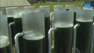 Biofuels from Algae Project  Brunswick Community College Center for Aquaculture amp Biotechnology [upl. by Ayot]