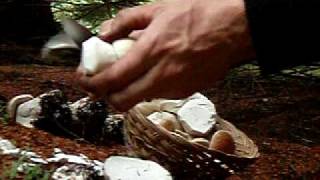 how to Clean wild Porcini  bolete mushrooms [upl. by Aznofla]