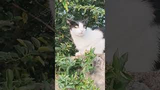 GATTO ANGELICO A TRATTI cat shorts catlover shorts shortvideo shortsyoutube cats [upl. by Retep]