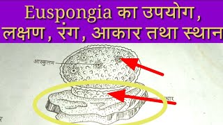 Euspongia Introduction and Tutorial Euspongia Diagram and Character  About Euspongia [upl. by Gunther]