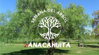 Anacahuita  Árbol Nativo de la Cuenca del Río de la Plata [upl. by Assirk]