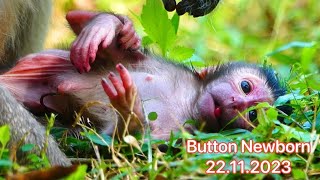 Congratulations Monkey Button Newborn Baby 22112023  Adorable Newly Baby Monkey [upl. by Neal]