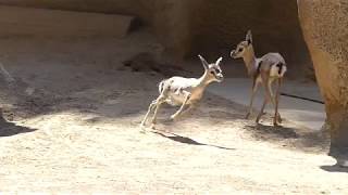 Spekes Gazelle at the San Diego Zoo 120 FPS [upl. by Meyers602]