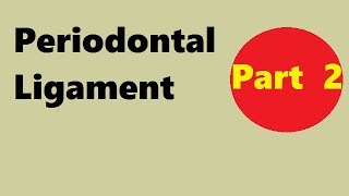 Periodontal ligament Part 2 development of pdl [upl. by Ramel]