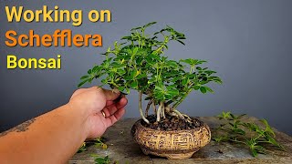 Pruning Three of my Schefflera Bonsai Trees Dwarf Umbrella Tree [upl. by Angelico]