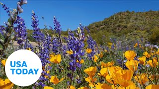 Gorgeous super bloom of wildflowers happening in California Arizona  USA TODAY [upl. by Lecirg]