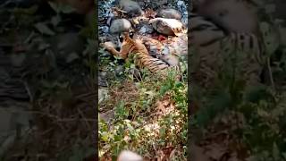 Tiger forever tiger tigerroar wildlife wildanimals jungle forest uttarakhand shorts [upl. by Ikciv]