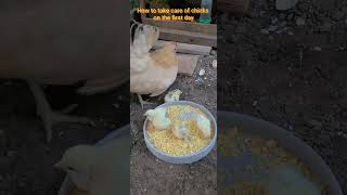 How to manage serama chicks first day 세라마 병아리 첫째날 관리 방법 serama vidma birds cuteanimals [upl. by Fidelis722]