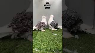 Frillback pigeon pigeon petsvloging pigeonbreed petsvlog birds kabootarvlogs [upl. by Eelime408]