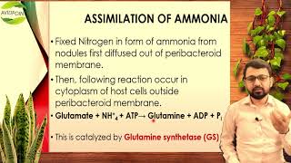 Assimilation of N in Plants Conversion of fixed N in form of Ammonia into Organic Nitrogen URDU [upl. by Tnayrb]