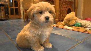 My Shih Poo Maisy meeting my Rabbit Honey [upl. by Sixel]