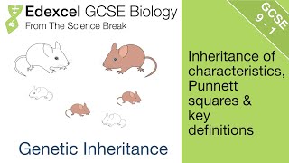 Edexcel GCSE Biology  Genetic Inheritance [upl. by Ebbarta]