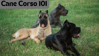 Italian Mastiffs POWER canecorso canecorsodog [upl. by Akaenahs]