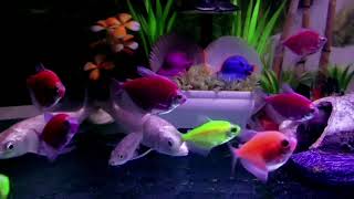 Glow Fish amp Aquarium Water Sounds for Deep Sleep [upl. by Ytsim]