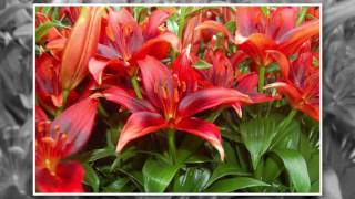 Where and How to Grow Lilies [upl. by Finzer]