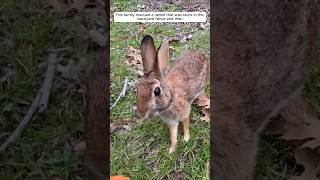 This family rescued a rabbit that was stuck in the backyard fence and then animalshorts [upl. by Yelena]