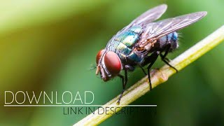 Sound Effect  Buzzing Flies [upl. by Lief]