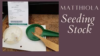 Matthiola Seeding Stock Using Soil Blocks [upl. by Ditter]