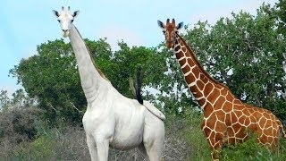 RAREST Completely White Animals In The World [upl. by Aznola842]