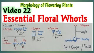 Androecium amp Gynoecium  Structure Adhesion and Cohesion of Whorls  Didynamous and Tetradynamous [upl. by Ellynn]