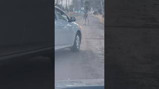 Unexpected Roadblock Deer Take Over the Streetquot [upl. by Ragland455]