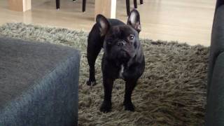 French Bulldog crying [upl. by Ashley]