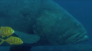 Deadly Predators of the Reef  BBC Earth [upl. by Inman360]