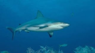 Documentaire  Méditerranée le Royaume perdue des Requins [upl. by Wardlaw46]