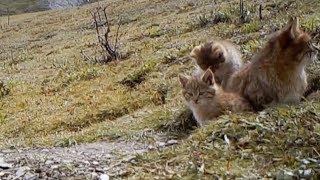 The first Chinese mountain cats captured on camera [upl. by Sisenej]