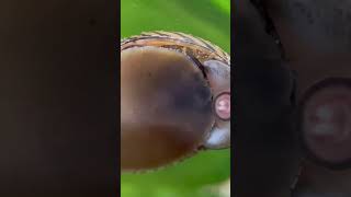 AlgaeEating Nerite Snail Munching Along the Glass An Essential Part of the Aquarium Clean UpCrew [upl. by Alabaster]