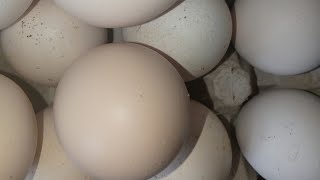 Satisfying balut eggs peeling 🥚 🤮 🤮 🤮 trending viral cutting YouTube asmr livestream yummy [upl. by Eilatan95]