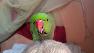 Cute Indian Ringneck parrot sweet voice [upl. by Nole]