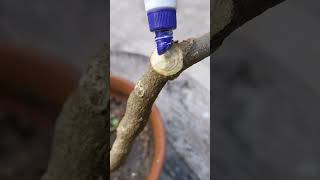 Wood Apple Bonsai  Literati style কদবেল গাছের বনসাই bonsai viralvideo shorts garden [upl. by Sisak]